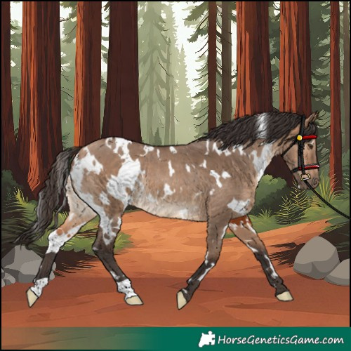 Horse Color:White Spotted Bay Dun Rabicano 