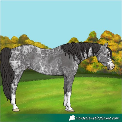 Horse Color:Smoky Black Ice Rabicano 