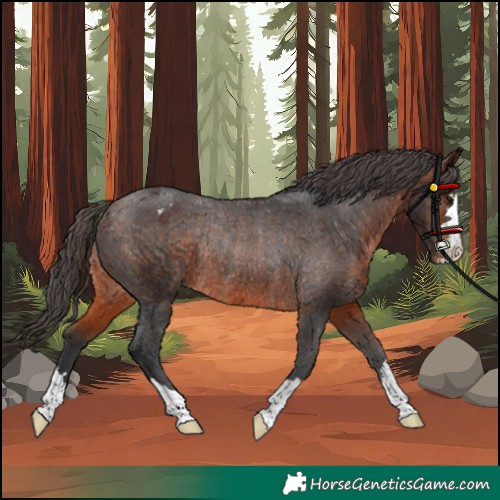 Horse Color:Brown Appaloosa Rabicano 
