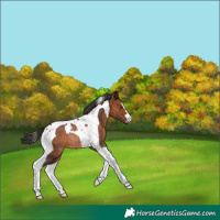 Horse Color:Bay Tobiano Rabicano