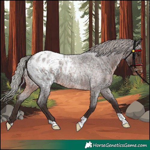 Horse Color:Silver Brown Roan Appaloosa 