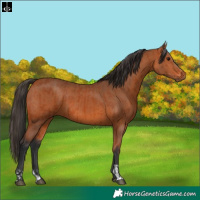 Horse Color:Bay  and Bay 