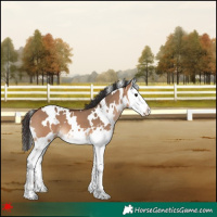 Horse Color:White Spotted Bay Dun Splash 