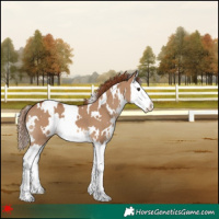 Horse Color:White Spotted Red Dun Splash 