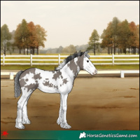 Horse Color:White Spotted Grullo Splash