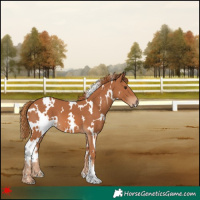 Horse Color:White Spotted Chestnut 