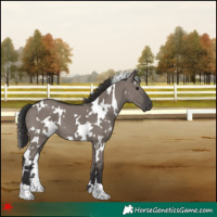 Horse Color:White Spotted Smoky Grullo