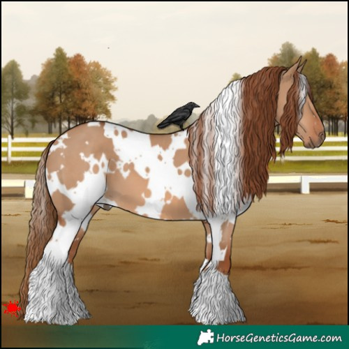 Horse Color:White Spotted Red Dun