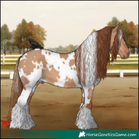 Horse Color:White Spotted Red Dun
