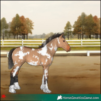 Horse Color:White Spotted Bay Dun