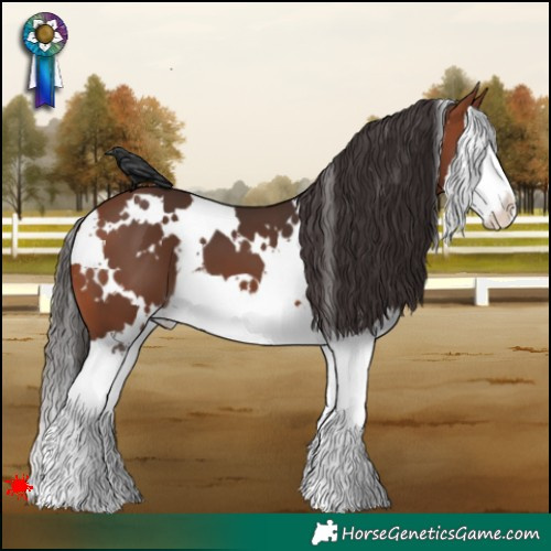 Horse Color:White Spotted Bay Splash 