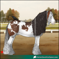 Horse Color:White Spotted Bay Splash 