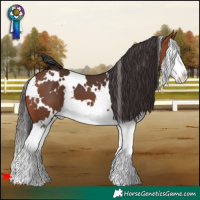 Horse Color:White Spotted Bay Splash 