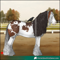 Horse Color:White Spotted Bay Splash 