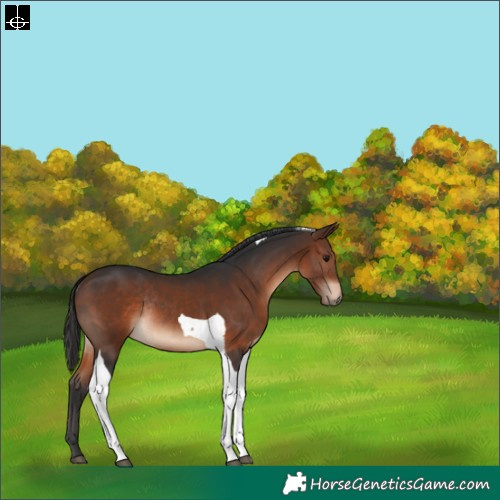 Horse Color:Brown Tobiano Rabicano 