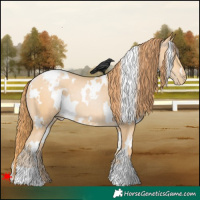 Horse Color:White Spotted Buckskin Pearl
