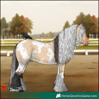 Horse Color:White Spotted Bay Dun