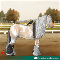 Horse Color:White Spotted Bay Dun 