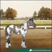 Horse Color:White Spotted Grullo Appaloosa