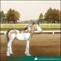 Horse Color:White Spotted Buckskin Dun Splash Frame