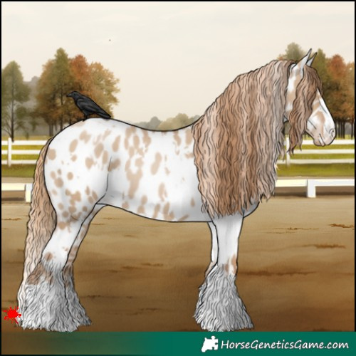 Horse Color:White Spotted Grullo Pearl Appaloosa 