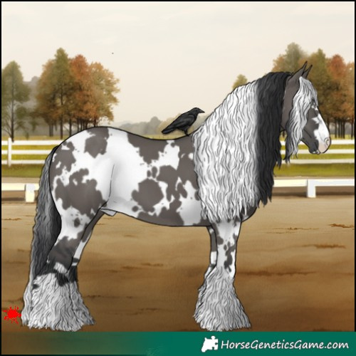 Horse Color:White Spotted Grullo 