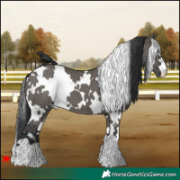 Horse Color:White Spotted Grullo 