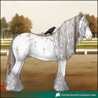 Horse Color:White Spotted Red Dun Sabino Leopard 