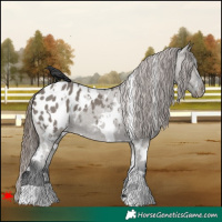 Horse Color:White Spotted Grullo Appaloosa