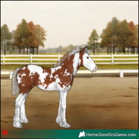 Horse Color:White Spotted Chestnut Splash 