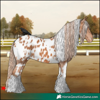 Horse Color:White Spotted Chestnut Near Leopard
