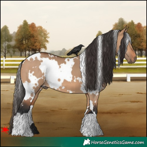 Horse Color:White Spotted Bay Dun