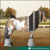Horse Color:White Spotted Bay Dun
