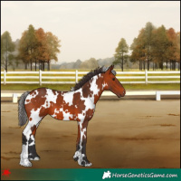 Horse Color:White Spotted Bay