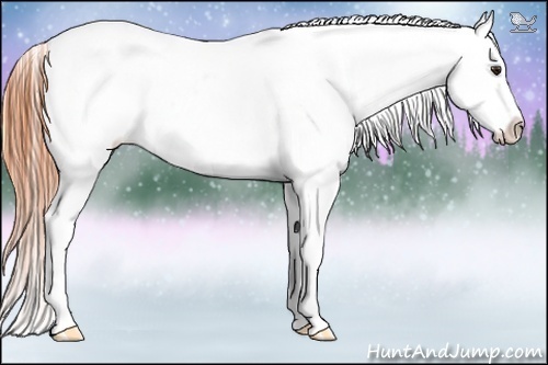 Horse Color:Classic Champagne Appaloosa