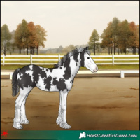Horse Color:White Spotted Smoky Black Splash 