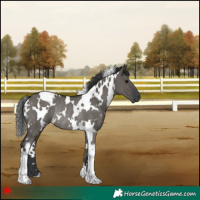 Horse Color:White Spotted Grullo Rabicano