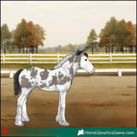 Horse Color:White Spotted Grullo Splash