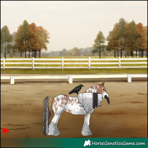 Horse Color:White Spotted Bay Sabino 
