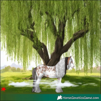 Horse Color:White Spotted Bay Sabino 