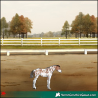 Horse Color:White Spotted Bay Sabino