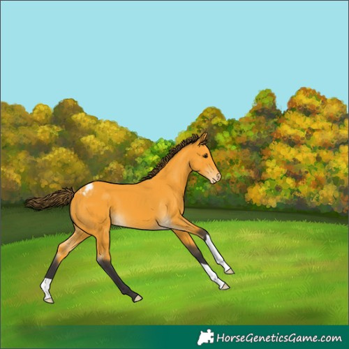 Horse Color:Buckskin Appaloosa 