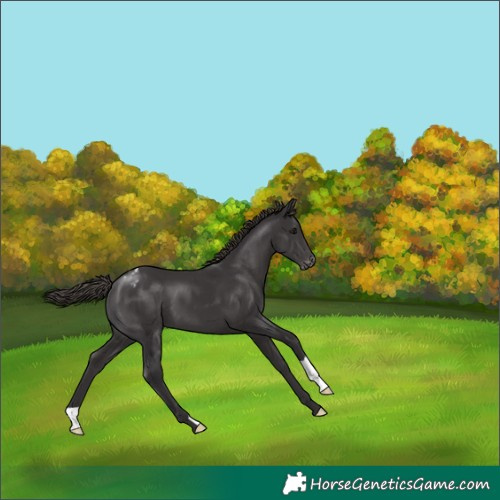 Horse Color:Smoky Black Appaloosa