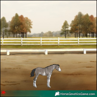 Horse Color:White Spotted Grullo 
