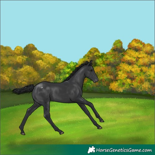 Horse Color:Black Appaloosa 