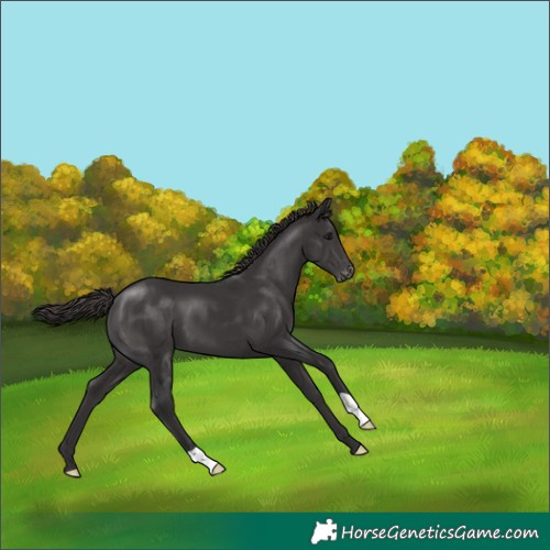 Horse Color:Smoky Black Appaloosa