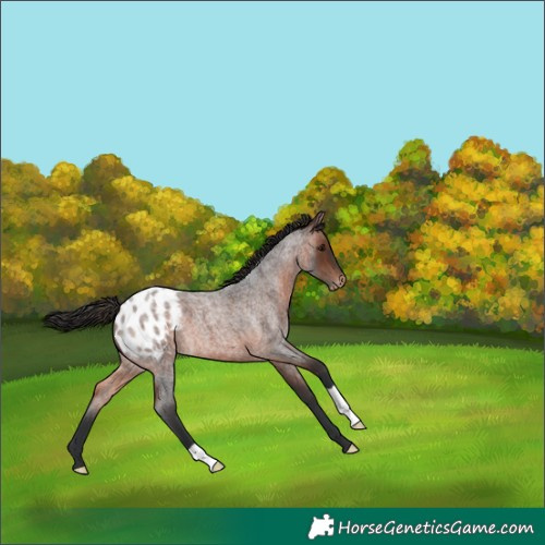 Horse Color:Brown Roan Appaloosa 