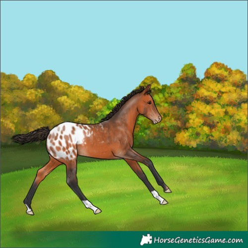Horse Color:Bay Appaloosa