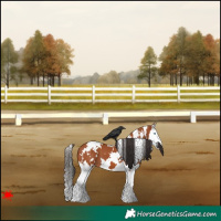 Horse Color:White Spotted Bay Splash 