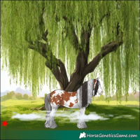 Horse Color:White Spotted Bay Splash 